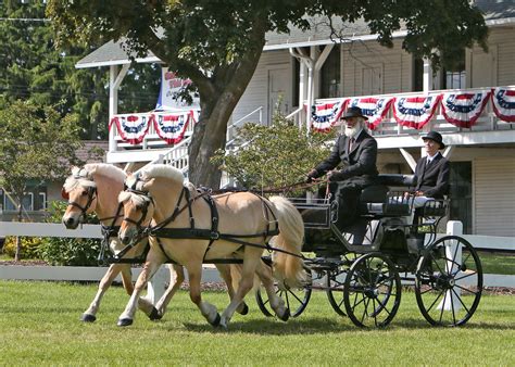 Carriage Pleasure Driving