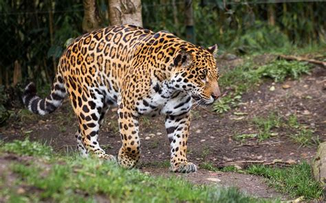 Jaguar Wild Cat Predator Wallpapers Hd Desktop And Mobile Backgrounds
