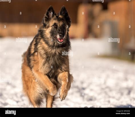 Tervueren Dog Running In The Snow In Winter Belgian Shepherd Stock