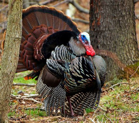 Exercise increased caution when traveling to turkey due to terrorism and arbitrary detentions. New York is Open for Hunting, Spring Turkey Season Starts ...