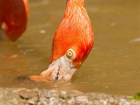 What Do Flamingos Eat Complete Guide Birdfact