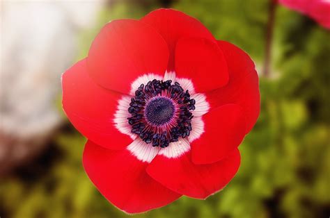 Free Photo Poppy Red Red Poppy Flower Free Image On Pixabay 902841