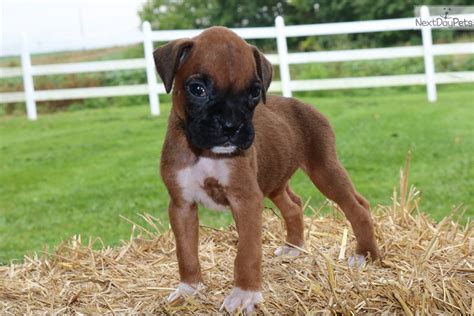 It's also free to list your available puppies and litters on our site. Chloe: Boxer puppy for sale near Kansas City, Missouri. | 04981df3-0101