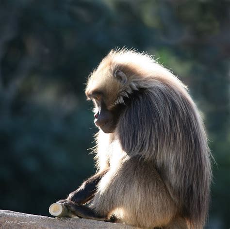 Monkey Flickr