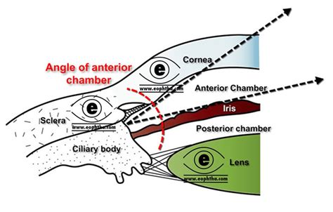Anatomy Of Anterior Chamber