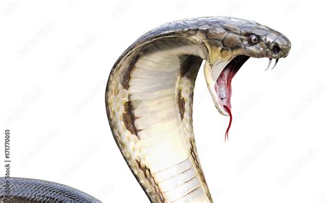 3d King Cobra The Worlds Longest Venomous Snake Isolated On White