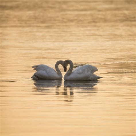 Mute Swans Display Aggressive And Tender Behaviour During Mating Stock