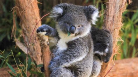 Los Koalas Están Funcionalmente Extintos En Australia Alerta Ong