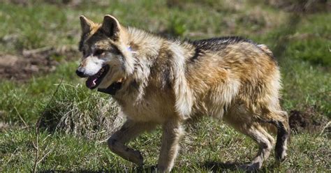 Group Calls For Release Of Mexican Gray Wolves In New Mexico Knau