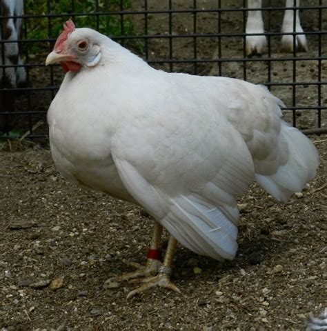 Sick and injured chickens require a quiet a sick or injured chicken might be in shock or confused, so if it's impossible to apprehend it during daylight hours, try again at dusk. The Spa Treatment for Sick Hens | HenCam