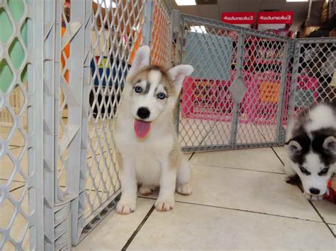 Submitted 20 days ago by natalie9595. Husky Puppies For Sale In Wisconsin | PETSIDI