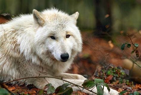 Rewilding Our Hearts 11 Quotes That Will Awaken The Wild Wolf In You