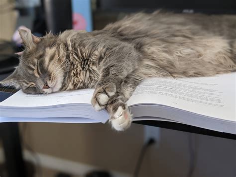 The cutest study buddy : r/cats