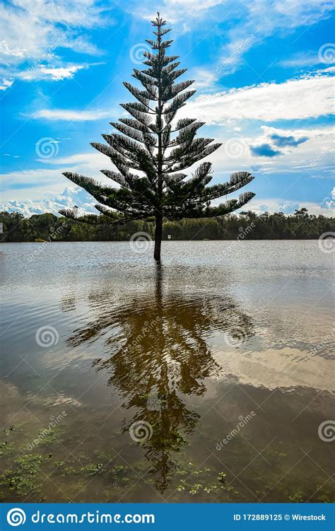 Vertical Shot Of A Spruce Tree In The Lake Reflected In The Water Stock