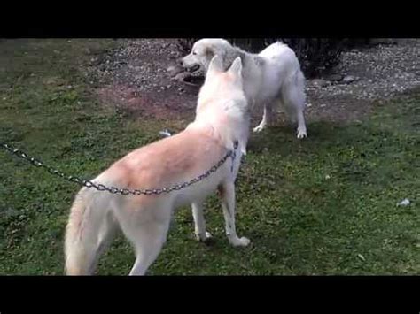 A japanese breed, these dogs made it to the us only about 60 years ago. White wolf meets dog - YouTube