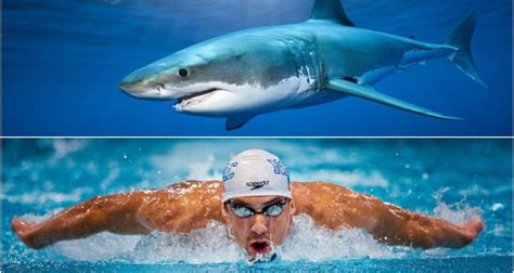 Saturday 30th january 2021 venue: Phelps vs. Shark: Olympic swimmer to 'race great white ...