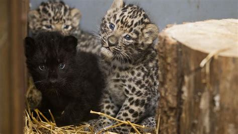 Zomg Baby Amur Leopards