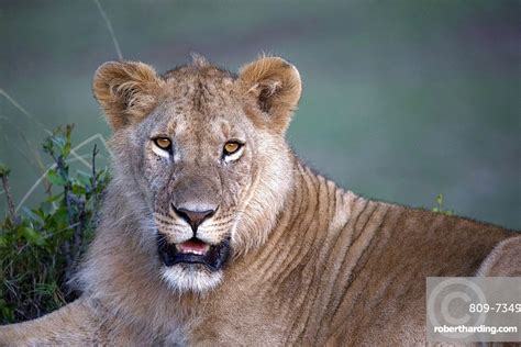 Lioness Panthera Leo In Savanna Stock Photo