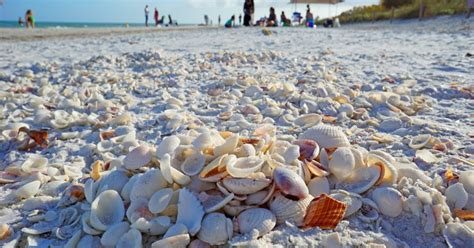 Shelling On Sanibel Island Florida Travel Quest Us Road Trip And