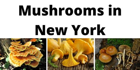 A Comprehensive List Of Common Wild Mushrooms In New York
