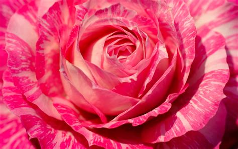 Pink Rose Macro Photography Petals Flower Close Up Wallpaper