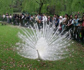 Di antara tarian daerah yang ada di daftar ini, jaipong merupakan tarian yang muncul di era yang relatif lebih modern. Burung tercantik dan terindah yang ada di dunia