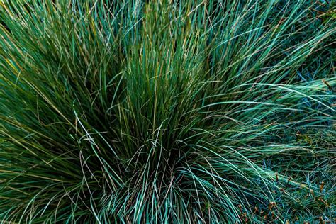 Blue Fescue Grass Plant Care And Growing Guide