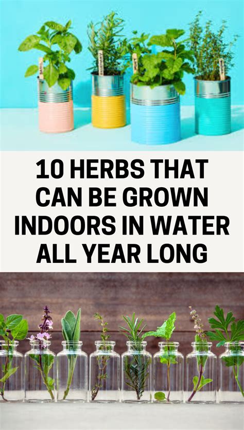 10 Herbs That Can Be Grown Indoors In Water All Year Long Gardening