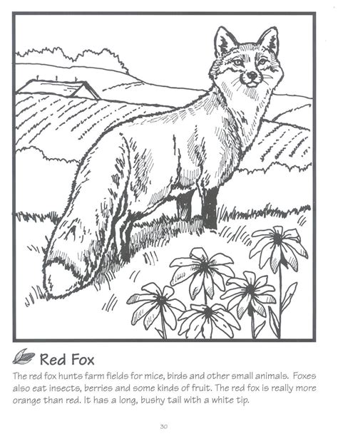 ️red Fox Coloring Page Free Download