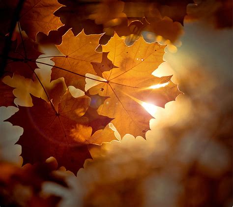 Download Sunlight Through Maples Leaves Wallpaper