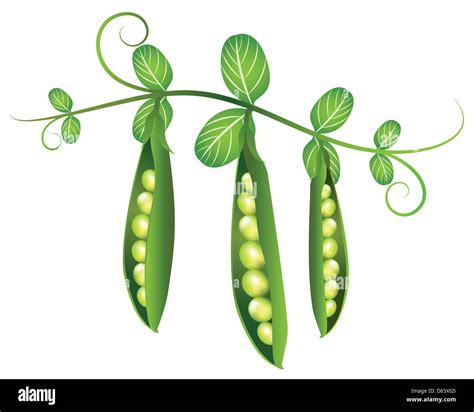 Pea Pods Illustration Stock Photo Alamy