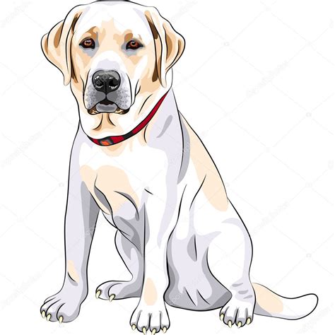 Yellow Lab Drawing Vector Sketch Yellow Dog Breed Labrador Retriever
