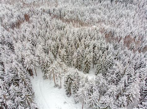 Evergreen Forest In Winter Stock Image Image Of Cold 112058185