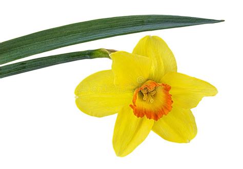 Narcissus Flower Isolated On A White Stock Photo Image Of Garden