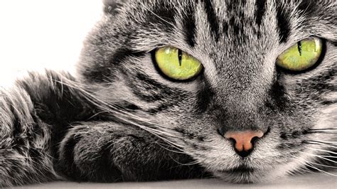 3840x2160 Resolution Gray Tabby Cat Closeup Cat Feline Animals Hd