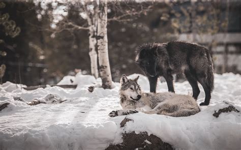 Download Wallpaper 3840x2400 Wolves Predators Friendship Snow 4k