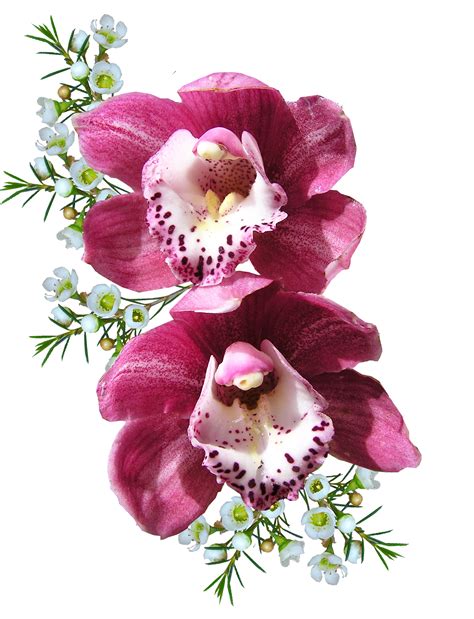 We did not find results for: Orchid Flower PNG Image - PurePNG | Free transparent CC0 PNG Image Library