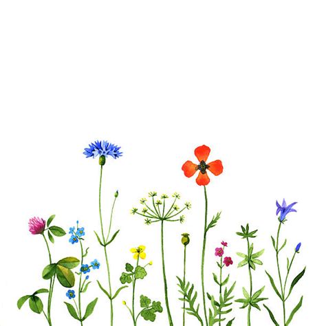 Royalty Free Wildflower Clip Art Vector Images And Illustrations Istock