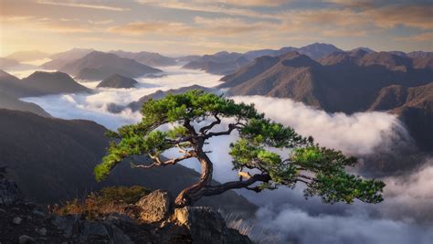 Inspiration Epic Korean Pine Tree Photographed In The Mountains Of