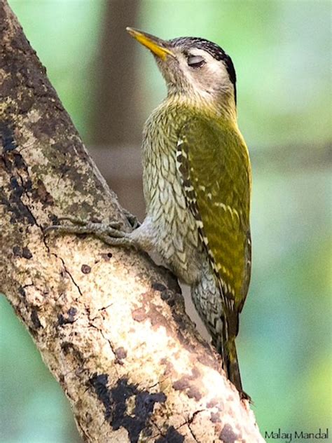 Streak Throated Woodpecker Weye Closed Picus Xanthopygaeus Indian