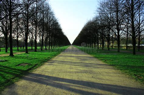Allee Stock Photo Image Of Avenues Tree Perspective 4732176