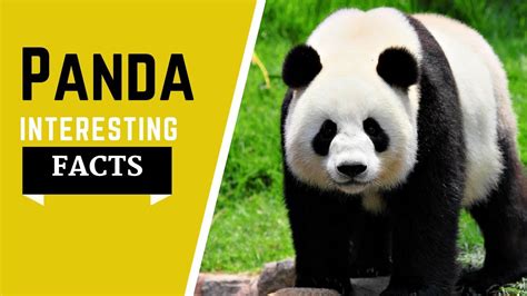 Panda Facts For Kids All Information You Need To Know Dite Habitat