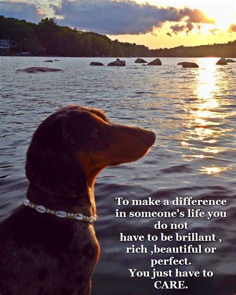Pin By Wendy Avina On Dachshunds And Friends Dachshund Quotes