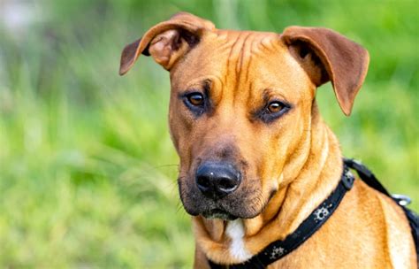 Rhodesian Ridgeback Pitbull Mix Pictures Info Care And More Pet Keen