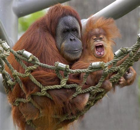 San Diego Zoo Photo Baby Orangutan Cute Animals Animals
