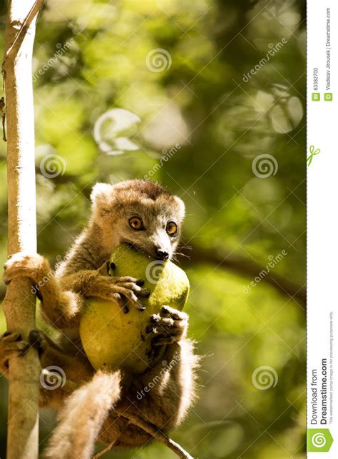 Young Crowned Lemur Eulemur Coronatus From A Tree Watching The