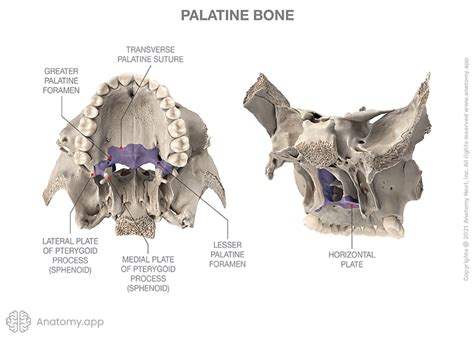 Palatine Bone Encyclopedia Anatomyapp Learn Anatomy 3d Models Articles And Quizzes