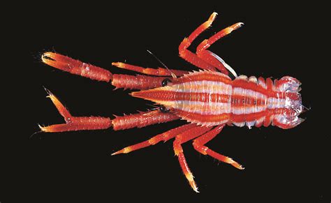 Squat Lobsters Colorful Kings Of The Ocean Floor