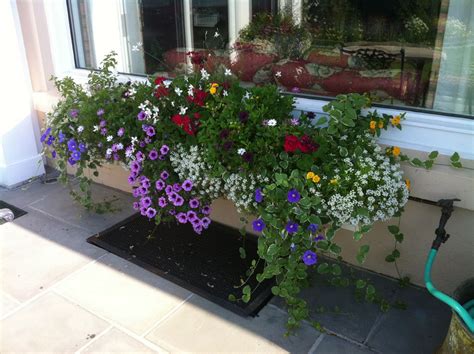 Bestseller add to favorites more colors. Complete Designs - Flower Window Boxes