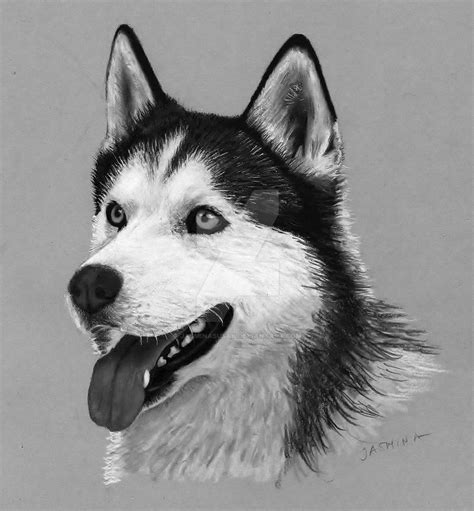 Pencil Drawing Siberian Husky By Jasminasusak On Deviantart